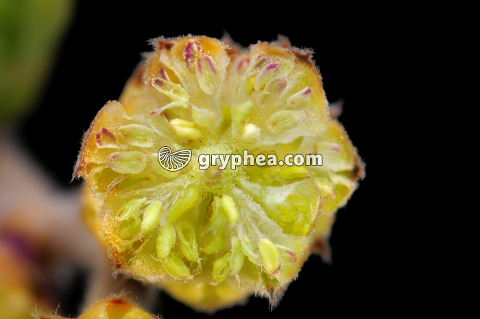 Noisetier (Corylus avellana) - Fleurs mâles - gryphea.com